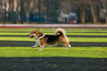 happy corgi is running across a vibrant green field in a park on a sunny day. The cheerful dog enjoys the outdoors surrounded by trees and distant buildings.
