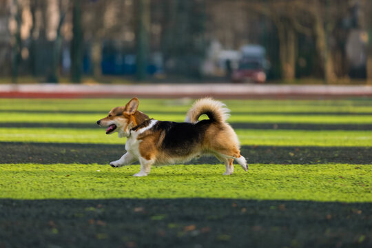 happy corgi is running across a vibrant green field in a park on a sunny day. The cheerful dog enjoys the outdoors surrounded by trees and distant buildings.