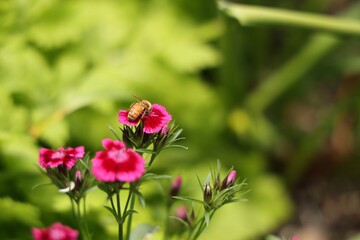 Honeybee Gathering Nectar Pink Garden Blossoms