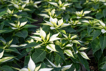Closeup of white blooming poinsettia plants, Alpina White variety, as a cheerful Christmas holiday background
