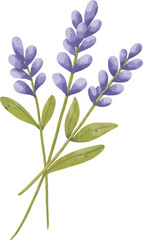 Lavender Flower Illustration – Botanical Purple Lavender