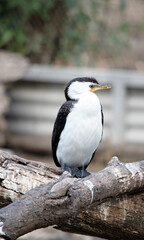 the pied cormorant is perched on a log
