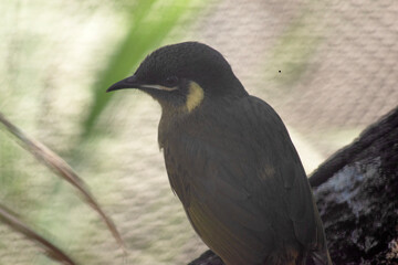 this is a close up of a Lewis honeyeater