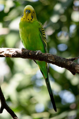 the parakeet is perched on a branch
