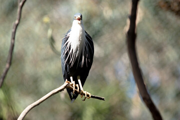 the pied heron is a black and white bird