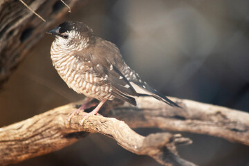 this is a side view of a plum headed finch