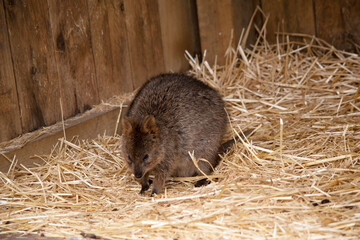 the quokka is resting on straw