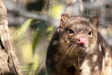 Spotted-tailed Quolls are marsupials which have rich red to dark brown fur and covered with white spots on the back which continue down the tail.