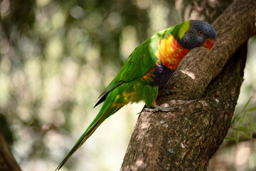 the rainbow lorikeet is perched on a branch