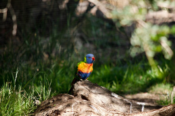 the rainbow lorikeet is perched on a log