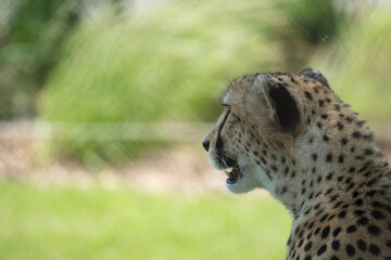 cheetah in zoo Oklahoma  © All hands graphics