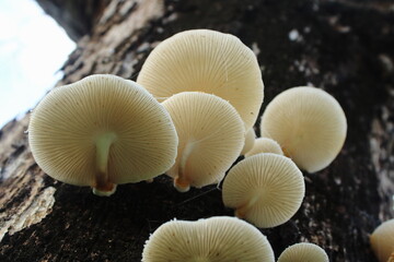 Close Up Underside View of White Mushrooms Growing on Tree Trunk