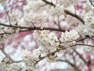 植物　春　夕方　風景　