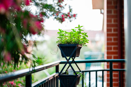 Mint plants thrive in a vertical herb garden, brightening up the apartment balcony