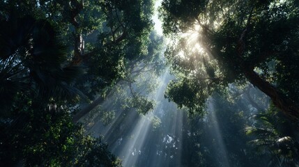 Beautiful sun rays shining through dense forest trees creating serene atmosphere in natural landscape