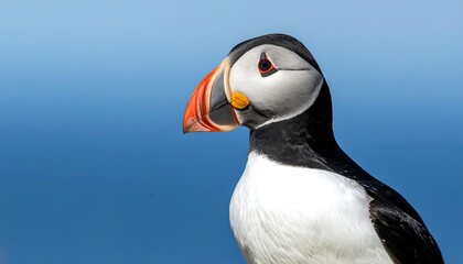 Naklejka premium Colorful puffin, sleek black back and bright orange beak, profile against clear blue sky and soft, neutral background