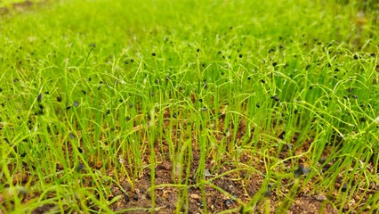 Fresh Green Seedlings Growing in Soil, Young Plant Farm Background. Freshly sprouted onions