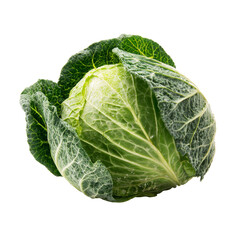 Fototapeta premium Savoy cabbage head showing fresh green leaves