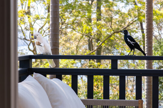 cockatoo and magpie on railing