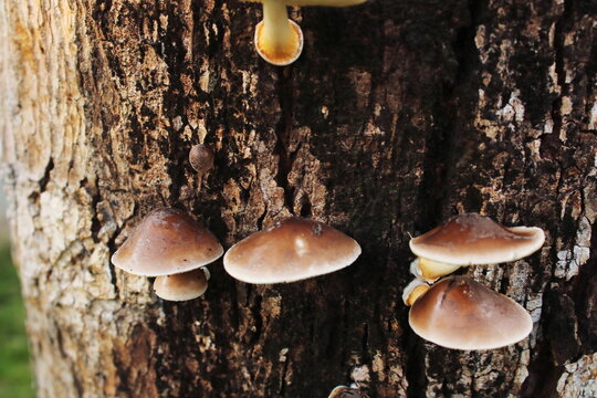 Brown Bracket Mushrooms Growing on Tree Bark in Nature