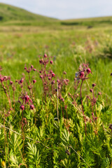 Bright Springtime Prairie Smoke Flowers