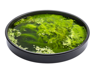 Round petri dish tray filled with green algae and pond water sample for laboratory science research on isolated background