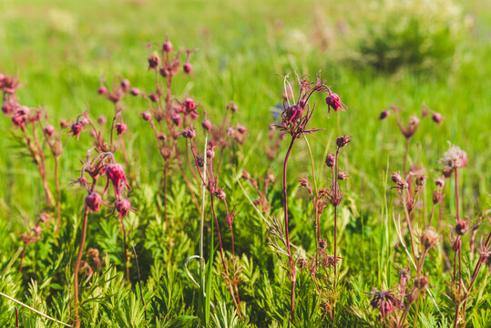 Beautiful Wildflowers In Expansive Meadow