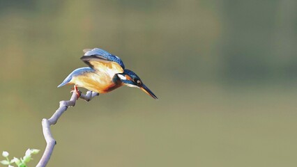 great spotted woodpecker