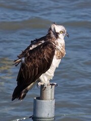 eagle in the sea