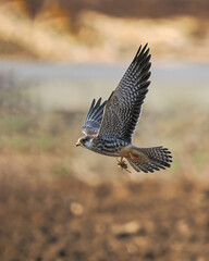 red kite in flight