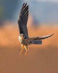 red tailed hawk in flight