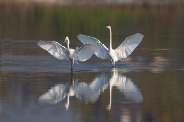 snowy egret in flight