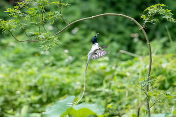 blue bird on a branch