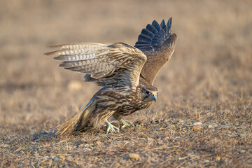 red tailed hawk in flight