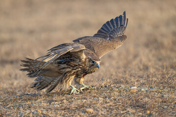 red tailed hawk in flight