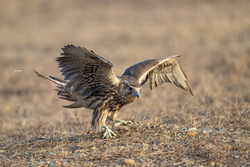red tailed hawk in flight