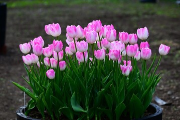 Colorful tulip flower background material. The flower's meaning is "Confession of love," so please use it for gift card material.