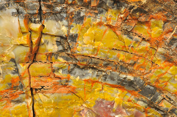 Ancient tree wood fossilized into petrified rock