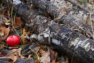 Red Apple on Autumn Forest Floor