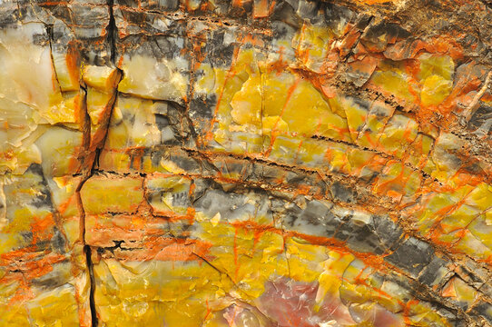 Ancient tree wood fossilized into petrified rock