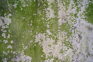 Close-up of a textured green and white lichen-covered surface.