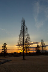 Obraz premium 夕景と木のシルエット