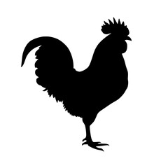 rooster isolated on white background