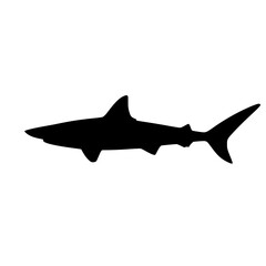 shark vector illustration