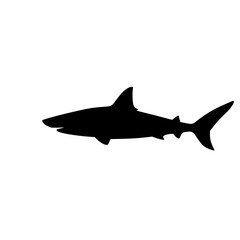 shark vector illustration