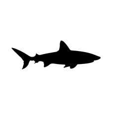 shark vector illustration