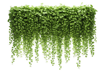 A dense wall of lush green hanging ivy plants cascading downwards isolated on transparent background