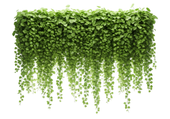 A dense wall of lush green hanging ivy plants cascading downwards isolated on transparent background