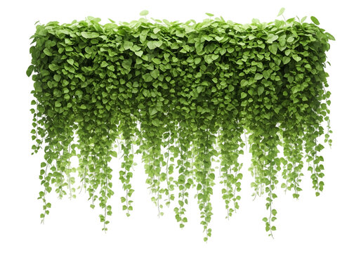 A dense wall of lush green hanging ivy plants cascading downwards isolated on transparent background