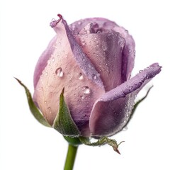Beautiful lavender rose bud with fresh water drops on white